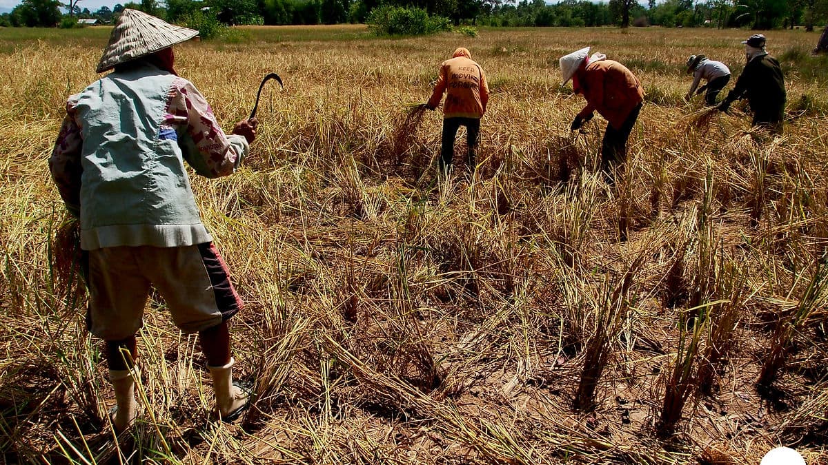 ข้าวหอมมะลิ พญาอินทรี และการดิ้นรนของชาวนาทุ่งกุลา(7)