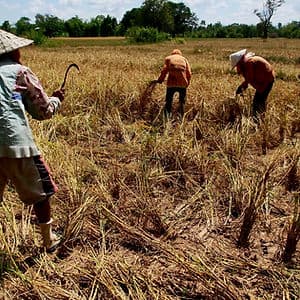 ข้าวหอมมะลิ พญาอินทรี และการดิ้นรนของชาวนาทุ่งกุลา(7)