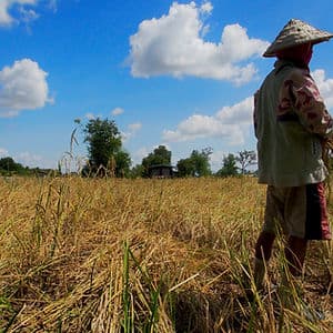 ข้าวหอมมะลิ พญาอินทรี และการดิ้นรนของชาวนาทุ่งกุลา(8)