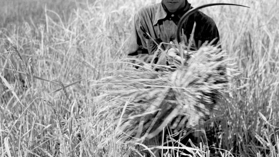 ข้าวหอมมะลิ พญาอินทรี และการดิ้นรนของชาวนาทุ่งกุลา(1)