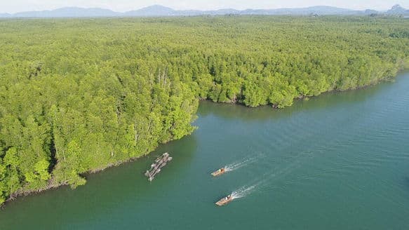 นโยบายคาร์บอนเครดิต กับการแย่งชิงพื้นที่ป่าครั้งใหม่