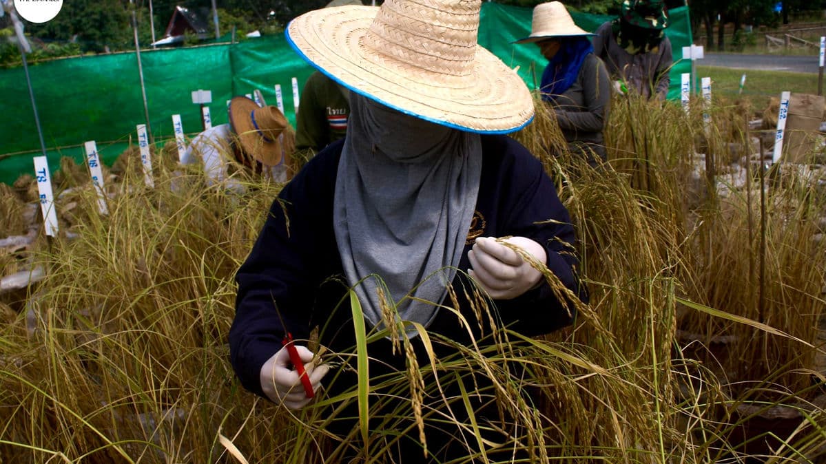 ข้าวหอมมะลิ พญาอินทรี และการดิ้นรนของชาวนาทุ่งกุลา(6)