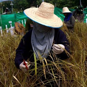 ข้าวหอมมะลิ พญาอินทรี และการดิ้นรนของชาวนาทุ่งกุลา(6)