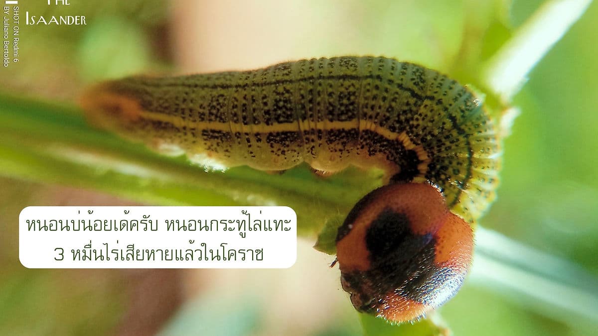 หนอนบ่น้อยเด้ครับ หนอนกระทู้แทะข้าวโพด 3 หมื่นไร่ โคราช