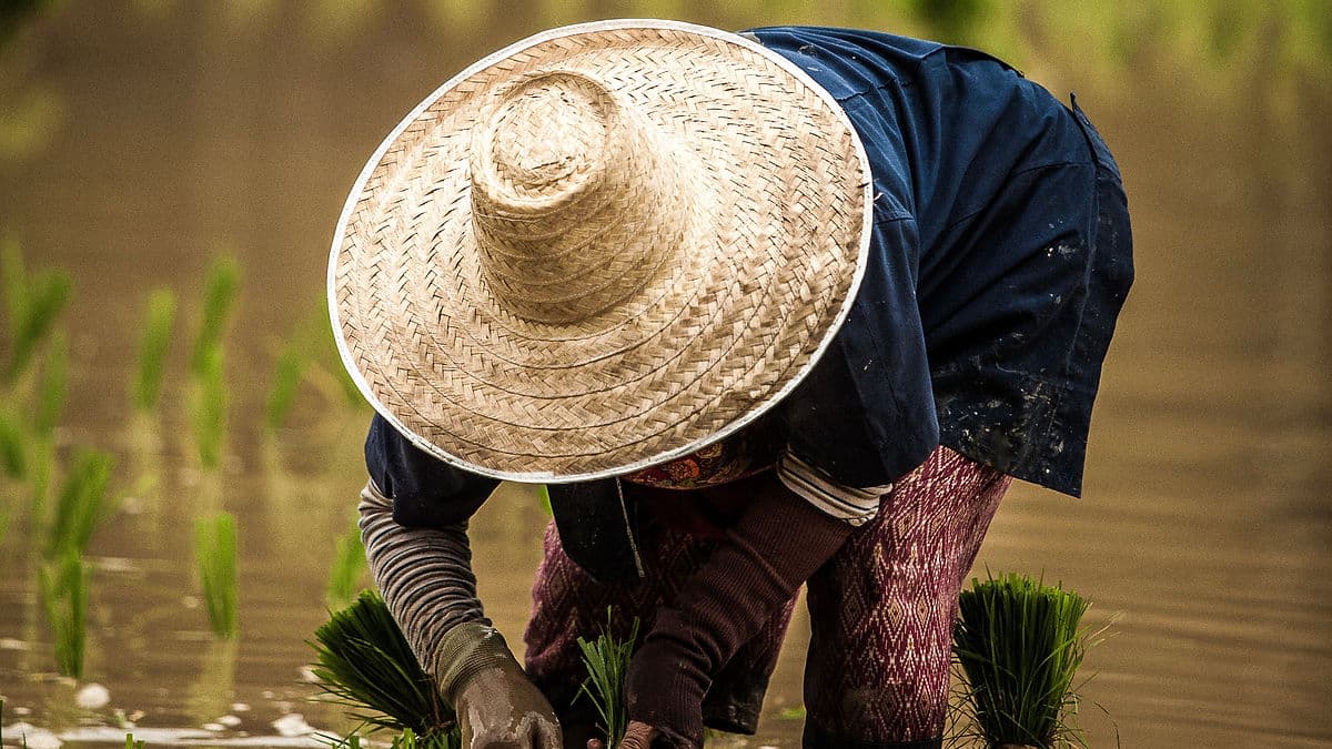 ข้าวหอมมะลิ พญาอินทรี และการดิ้นรนของชาวนาทุ่งกุลา(9)