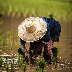 ข้าวหอมมะลิ พญาอินทรี และการดิ้นรนของชาวนาทุ่งกุลา(9)